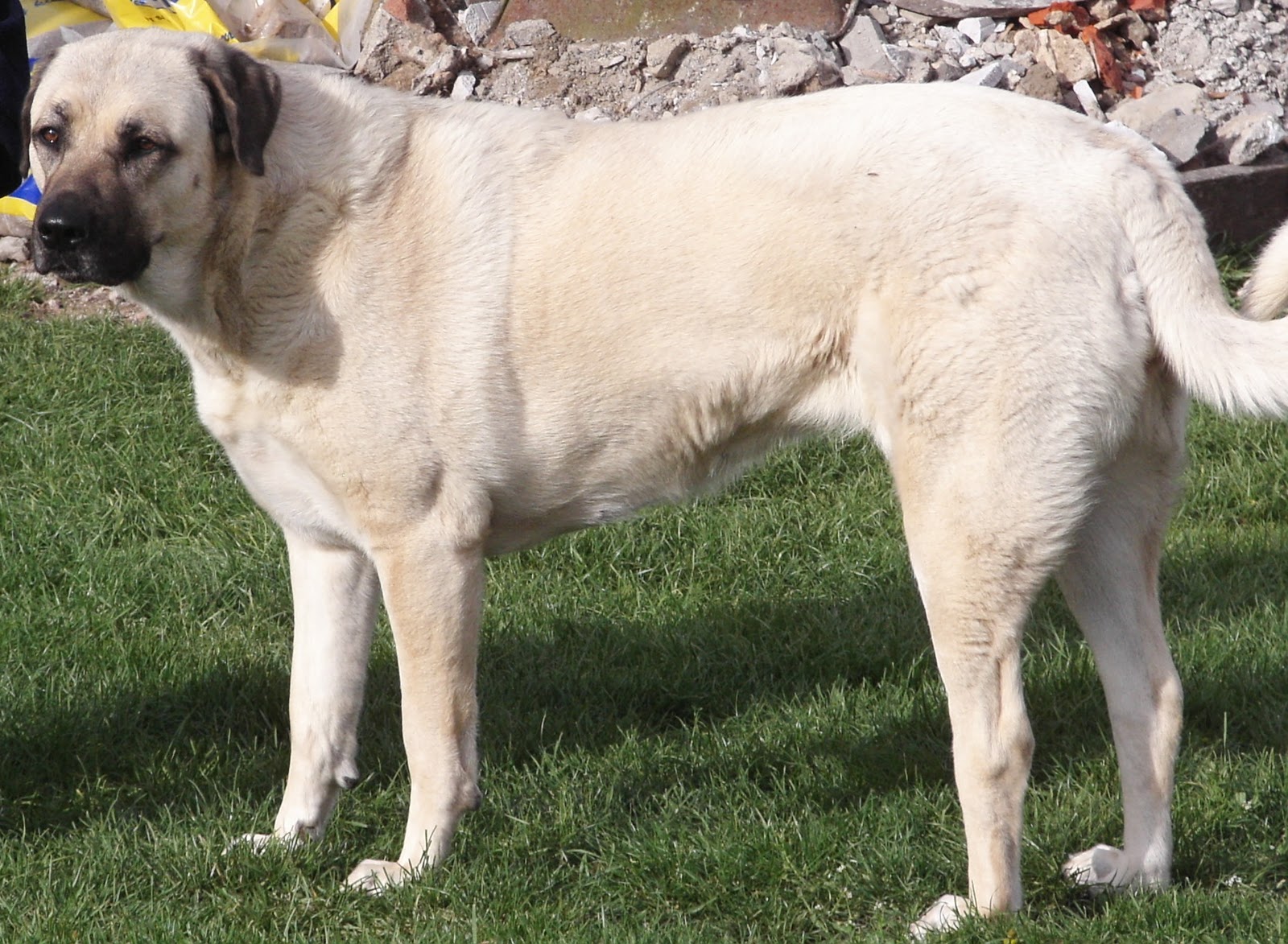 Anatolian Shepherd